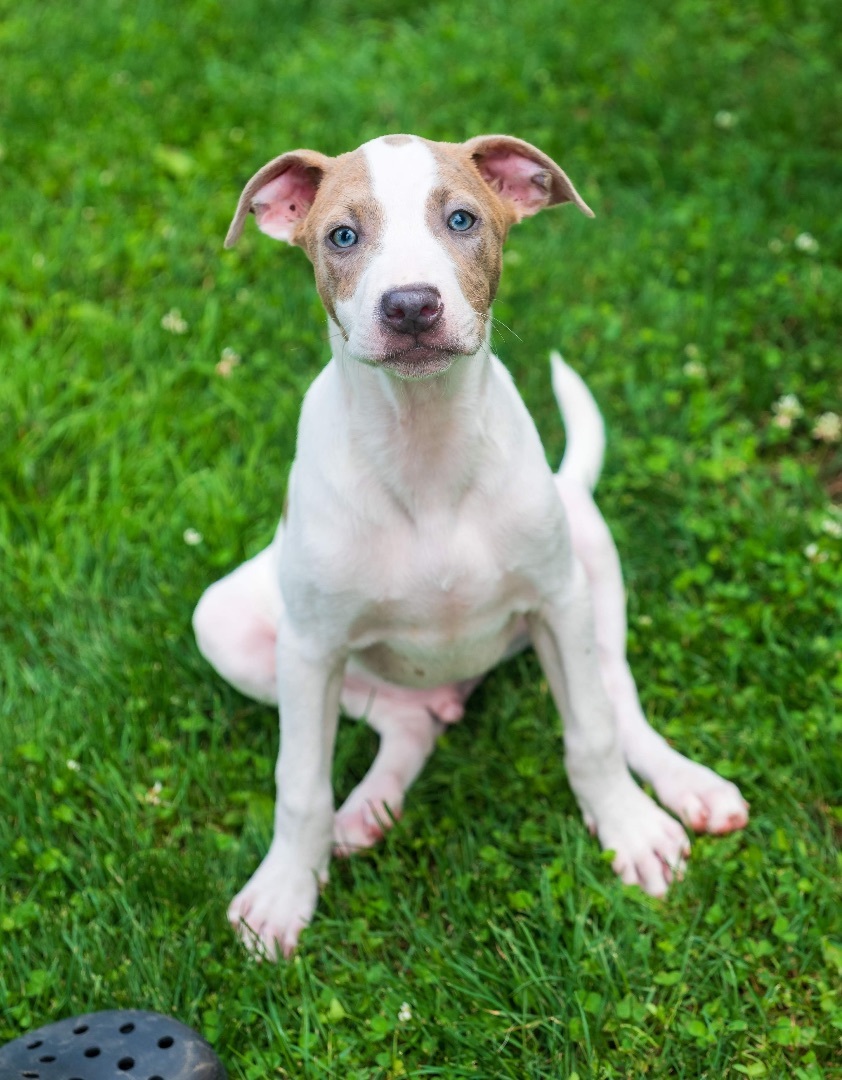 Enlarge Doji, a Adopted mixed breed in Phillipsburg, NJ image 4/4