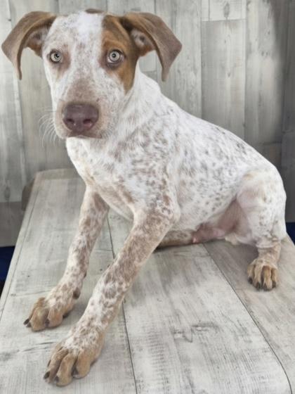 Dash, Adoptable, Adult Male Fox Terrier & Mixed Breed.
