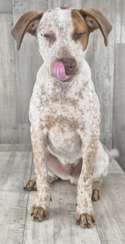 Enlarge Dash, a Adoptable mixed breed in Shreveport, LA image 2/3