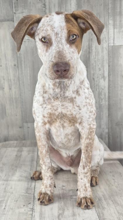 Enlarge Dash, a Adoptable mixed breed in Shreveport, LA image 3/3