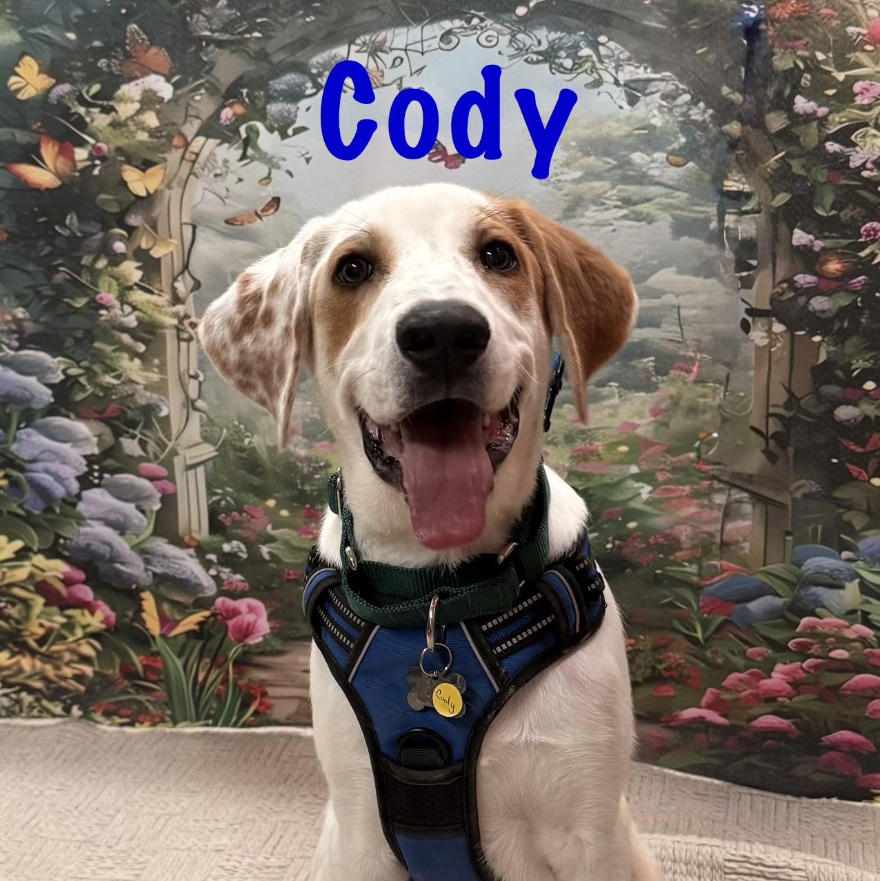 Enlarge Cody, a Adoptable mixed breed in Albany, NY image 6/6