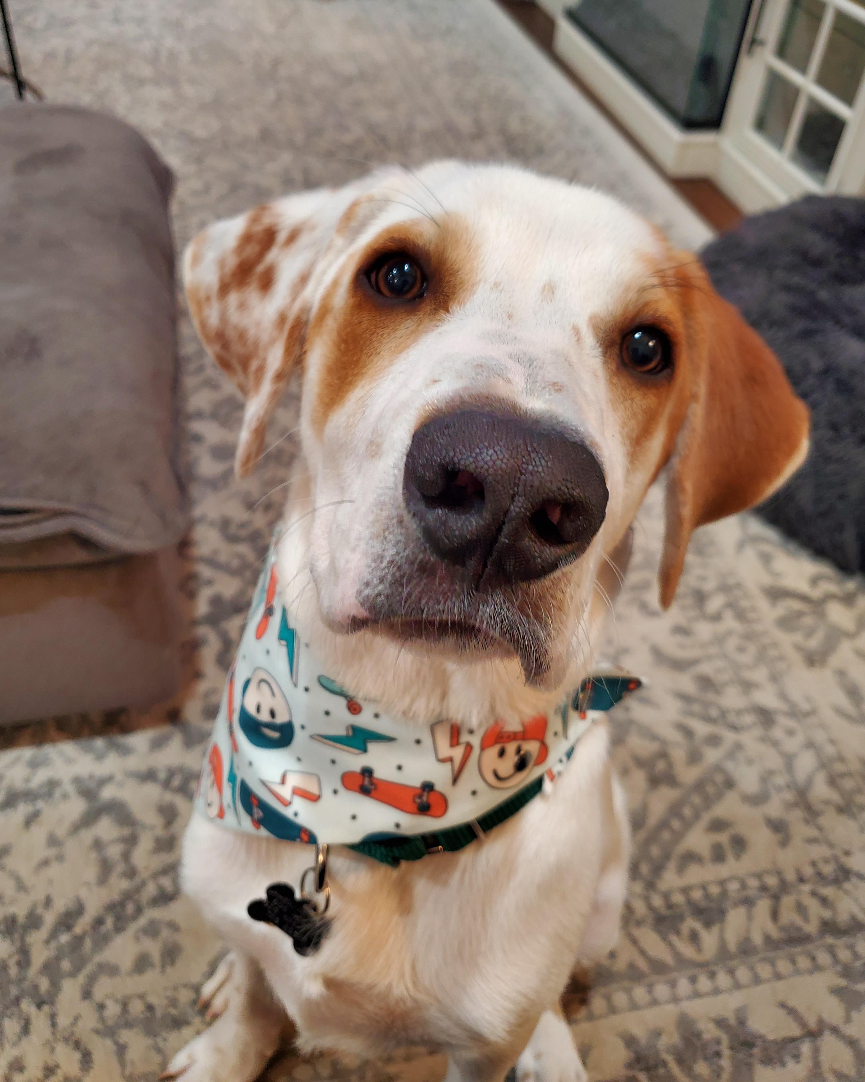 Enlarge Cody, a Adoptable mixed breed in Albany, NY image 3/6