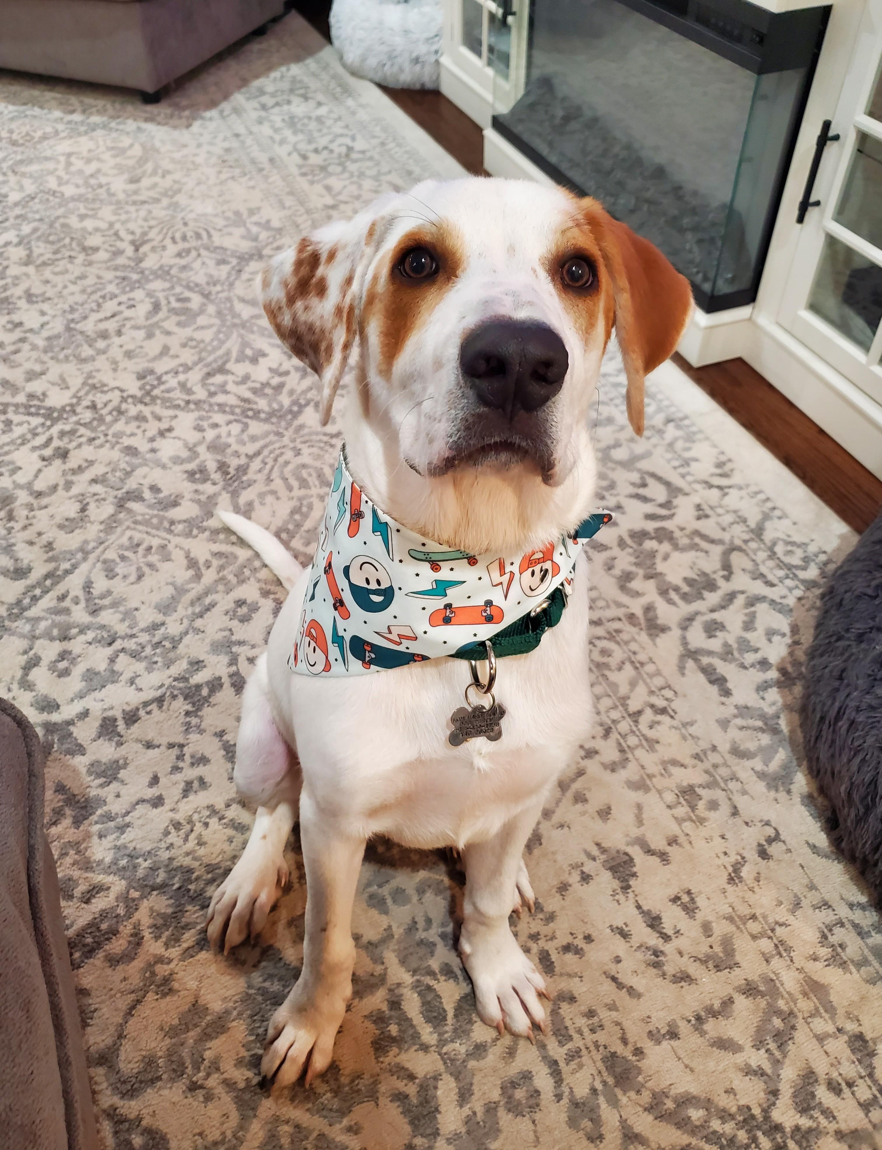 Enlarge Cody, a Adoptable mixed breed in Albany, NY image 4/6