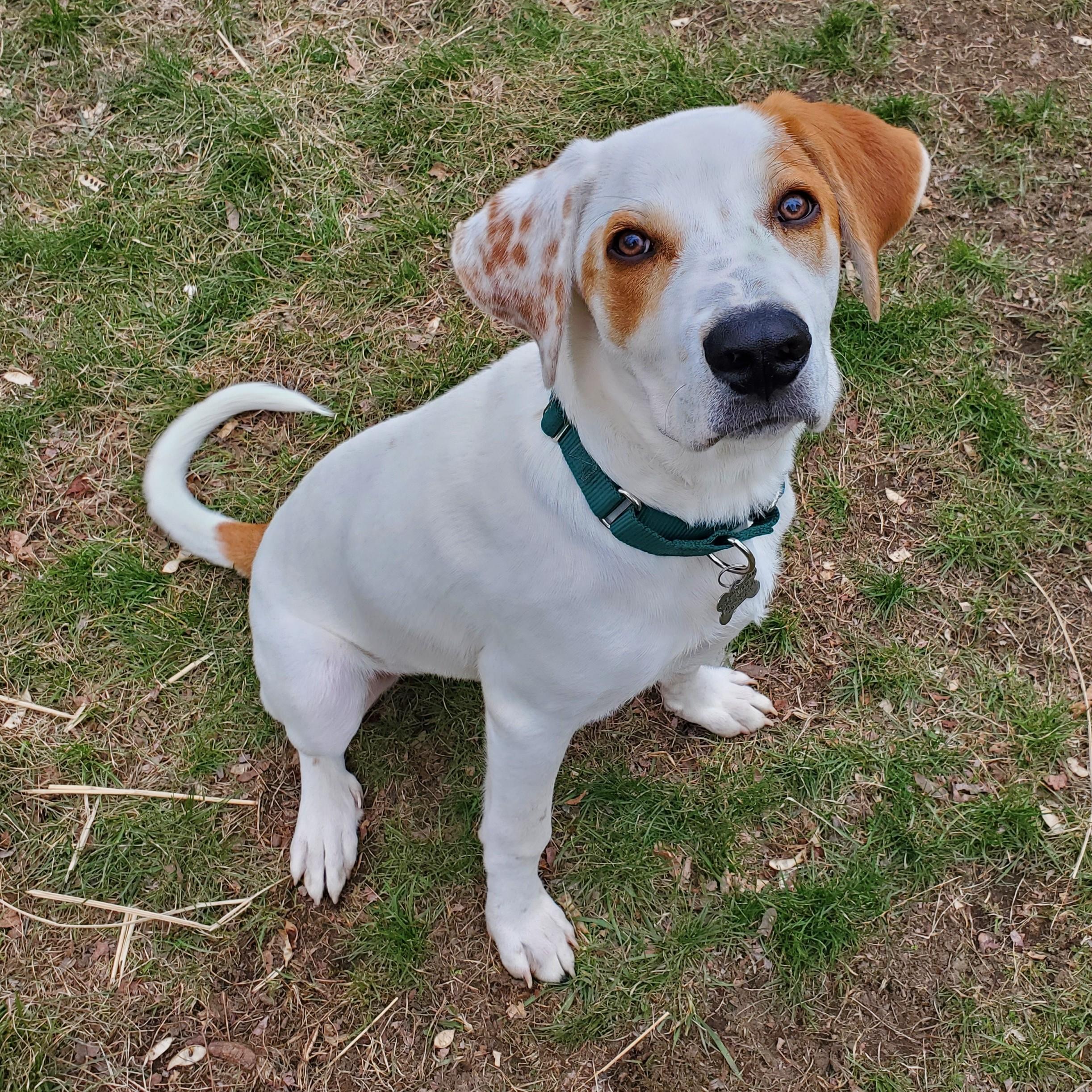 Enlarge Cody, a Adoptable mixed breed in Albany, NY image 1/6