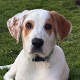 Enlarge Cody, a Adoptable mixed breed in Albany, NY image 5/6