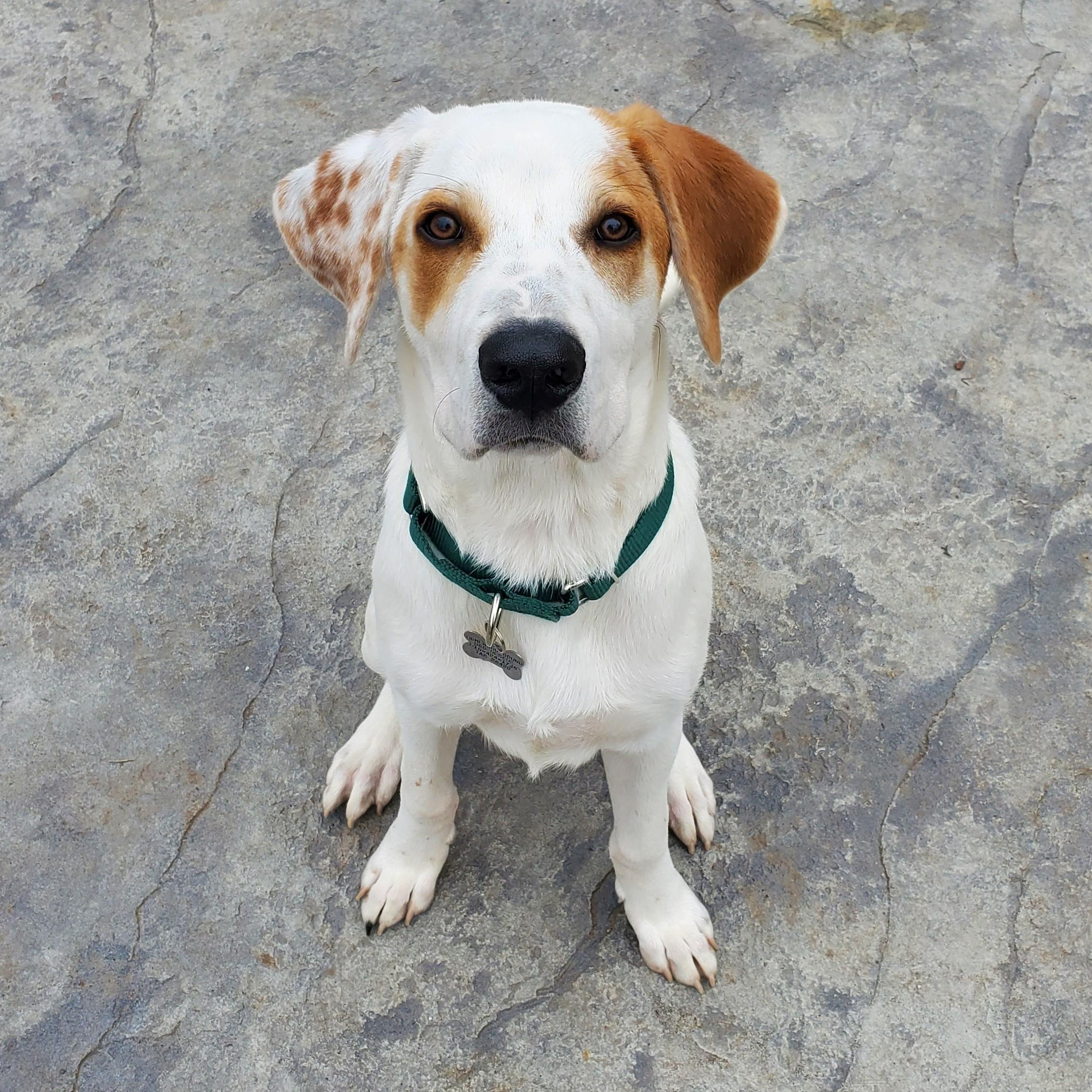 Enlarge Cody, a Adoptable mixed breed in Albany, NY image 2/6