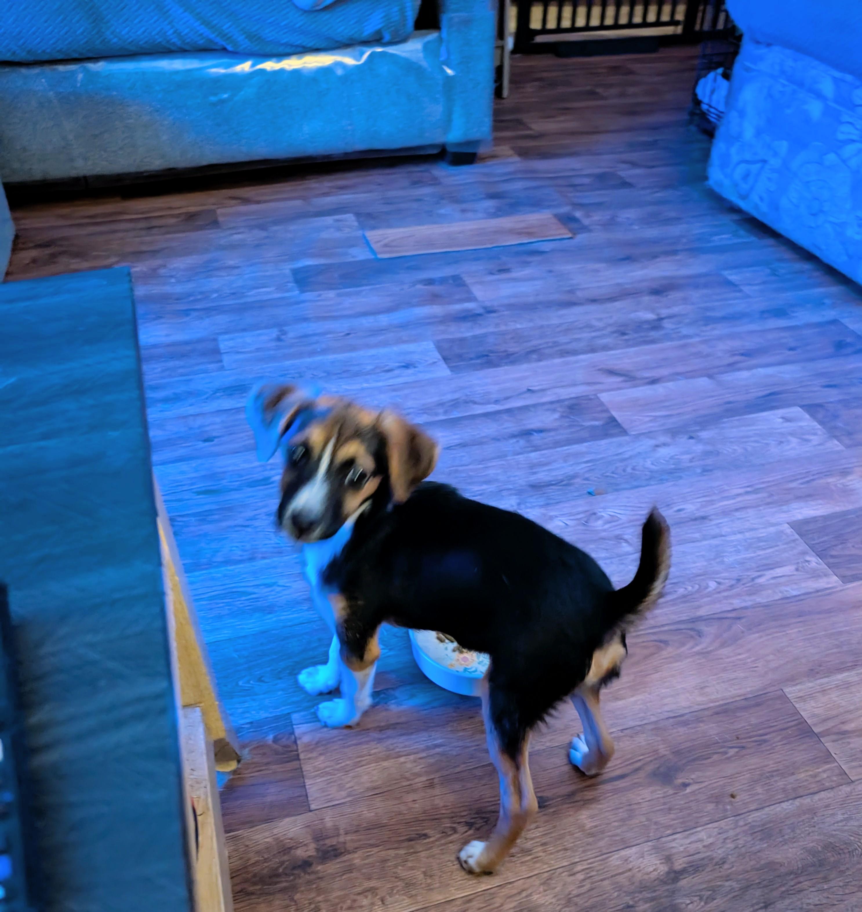 Ruby, a ADOPTABLE mixed breed in Homer Glen, IL image 2/4