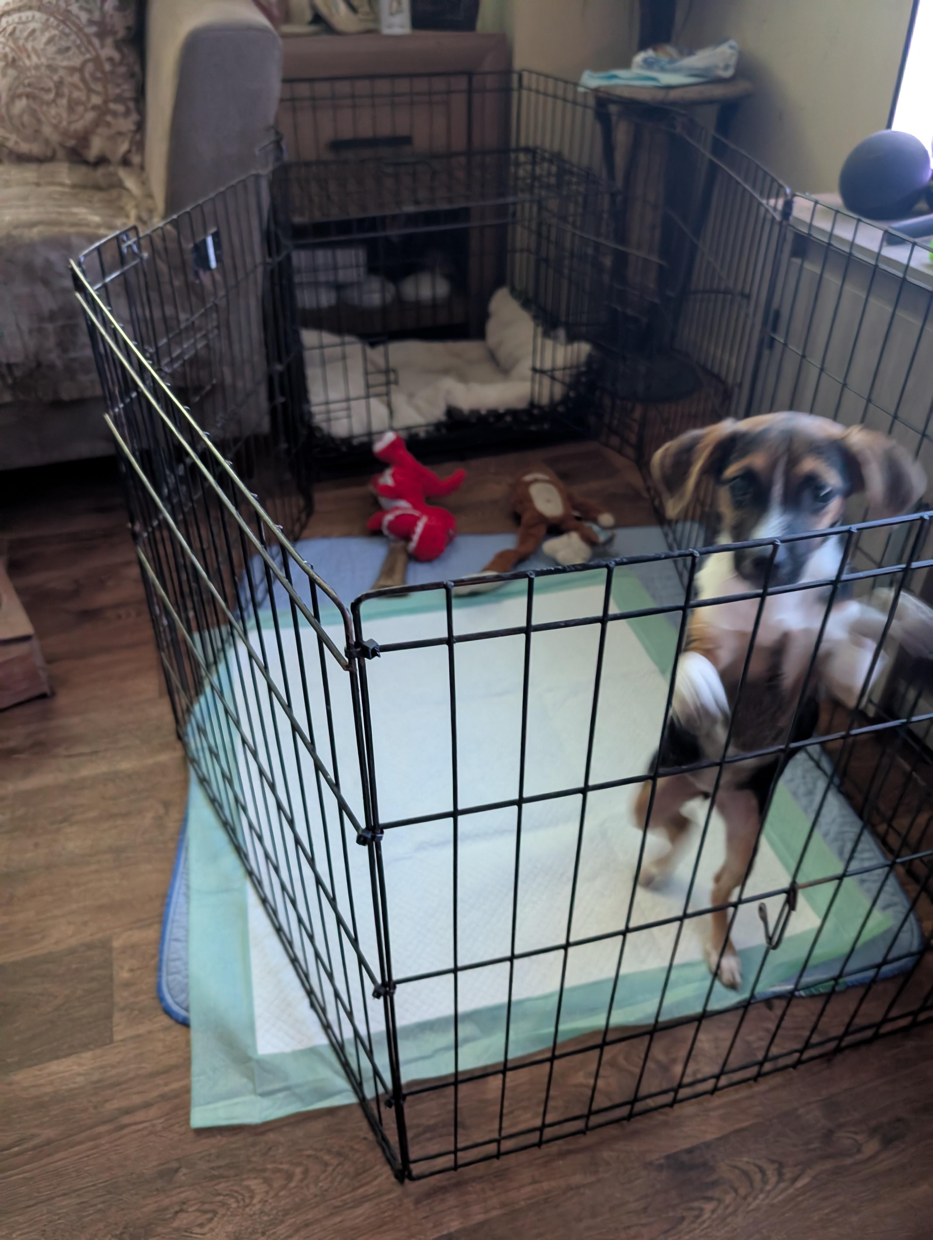 Ruby, an adopted mixed breed in Homer Glen, IL image 2/5