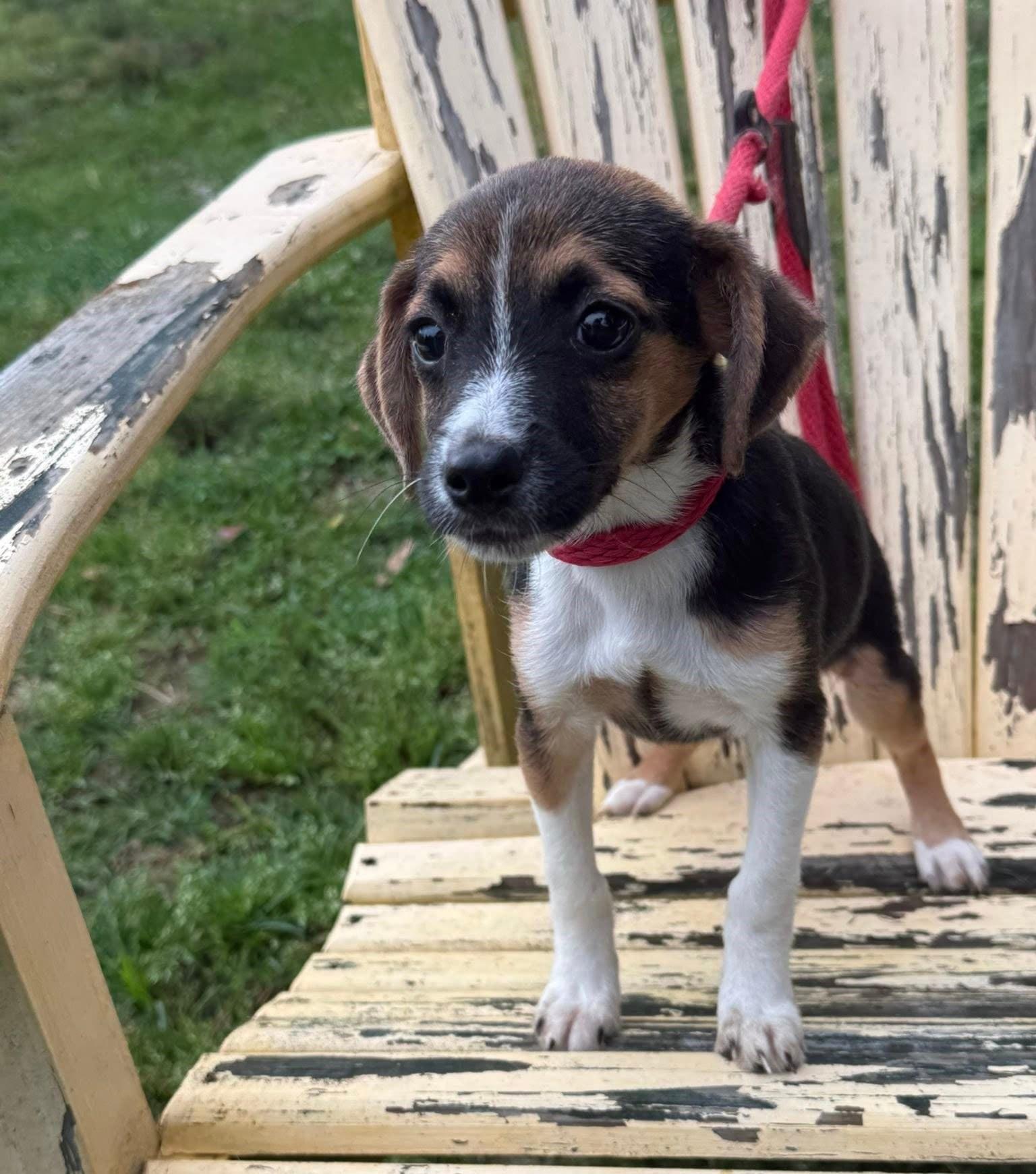Ruby, a ADOPTABLE mixed breed in Homer Glen, IL image 1/4