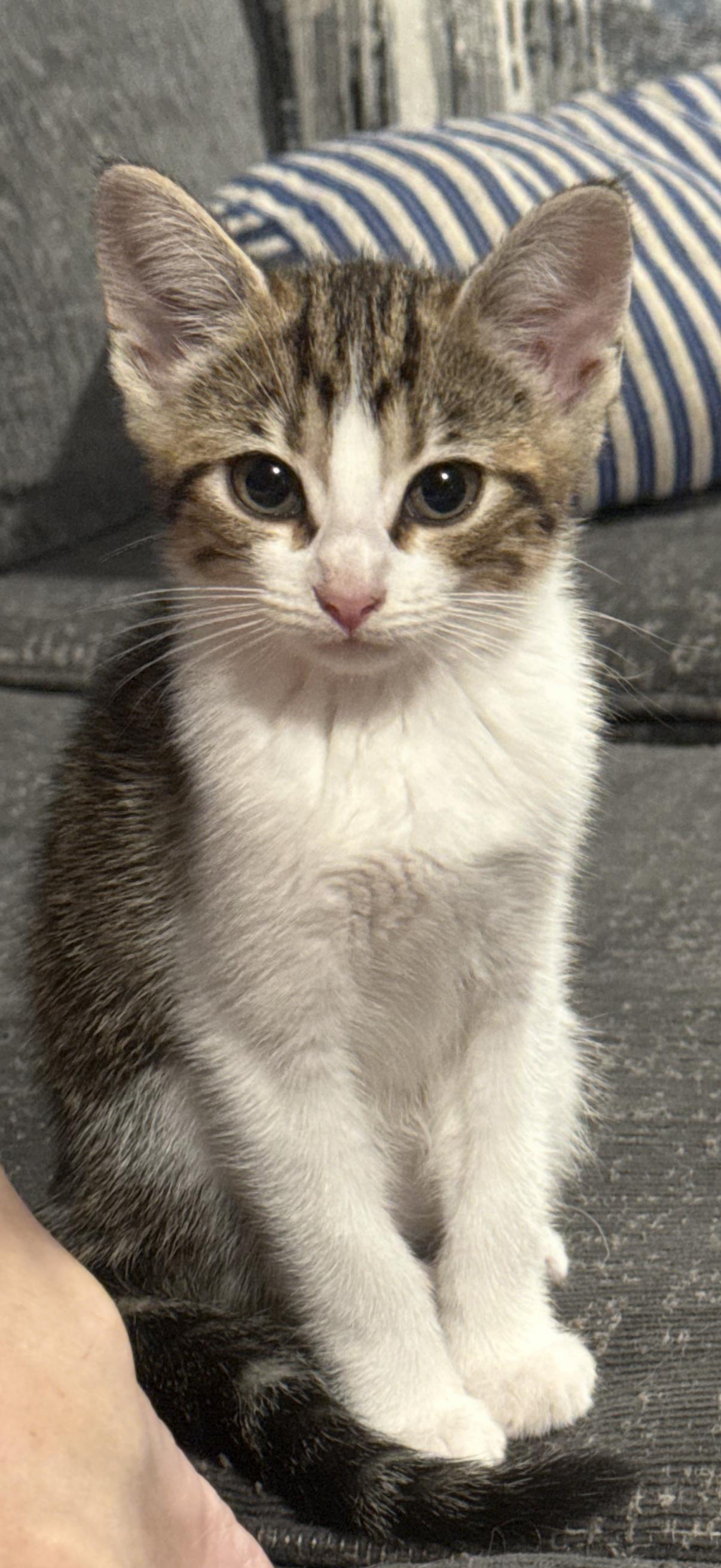 Rigatoni, a ADOPTABLE Calico in Murray, KY image 2/6