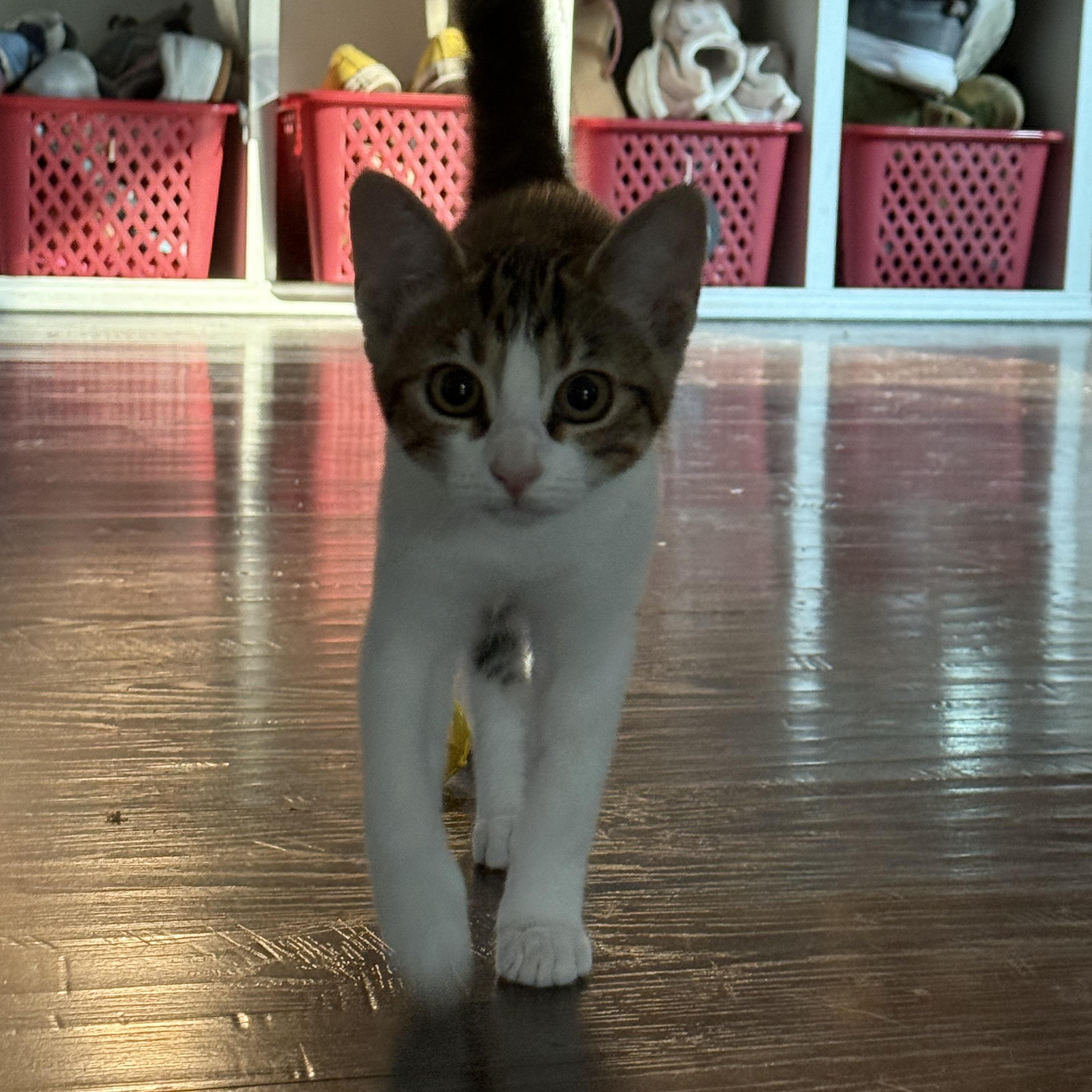 Rigatoni, a ADOPTABLE Calico in Murray, KY image 4/6