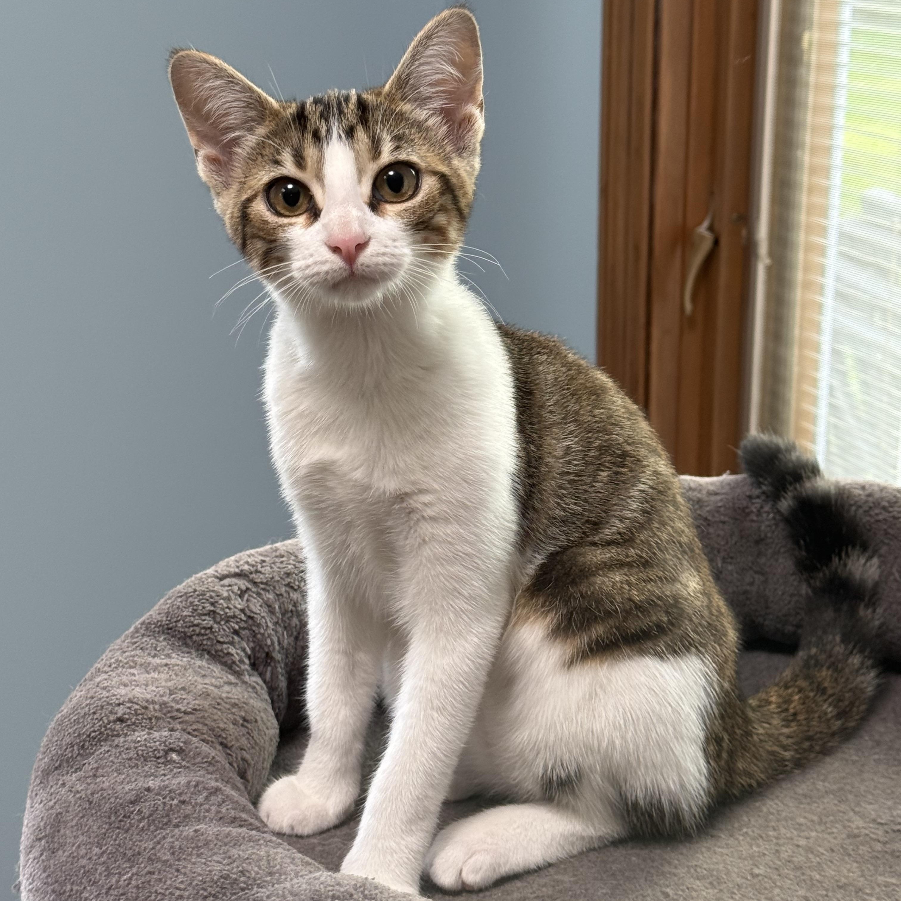 Rigatoni, a ADOPTABLE Calico in Murray, KY image 3/6