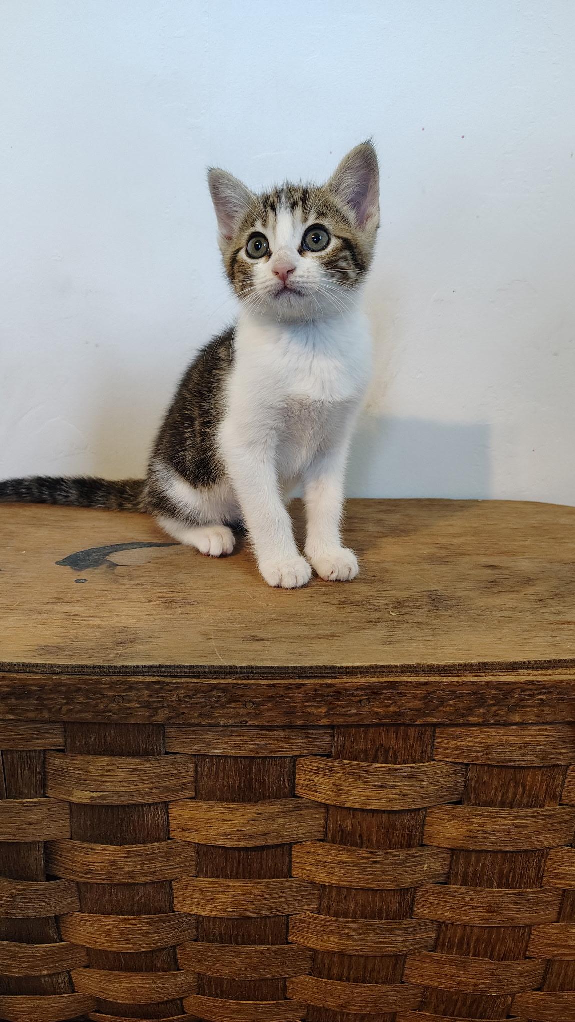 Rigatoni, a ADOPTABLE Calico in Murray, KY image 5/6
