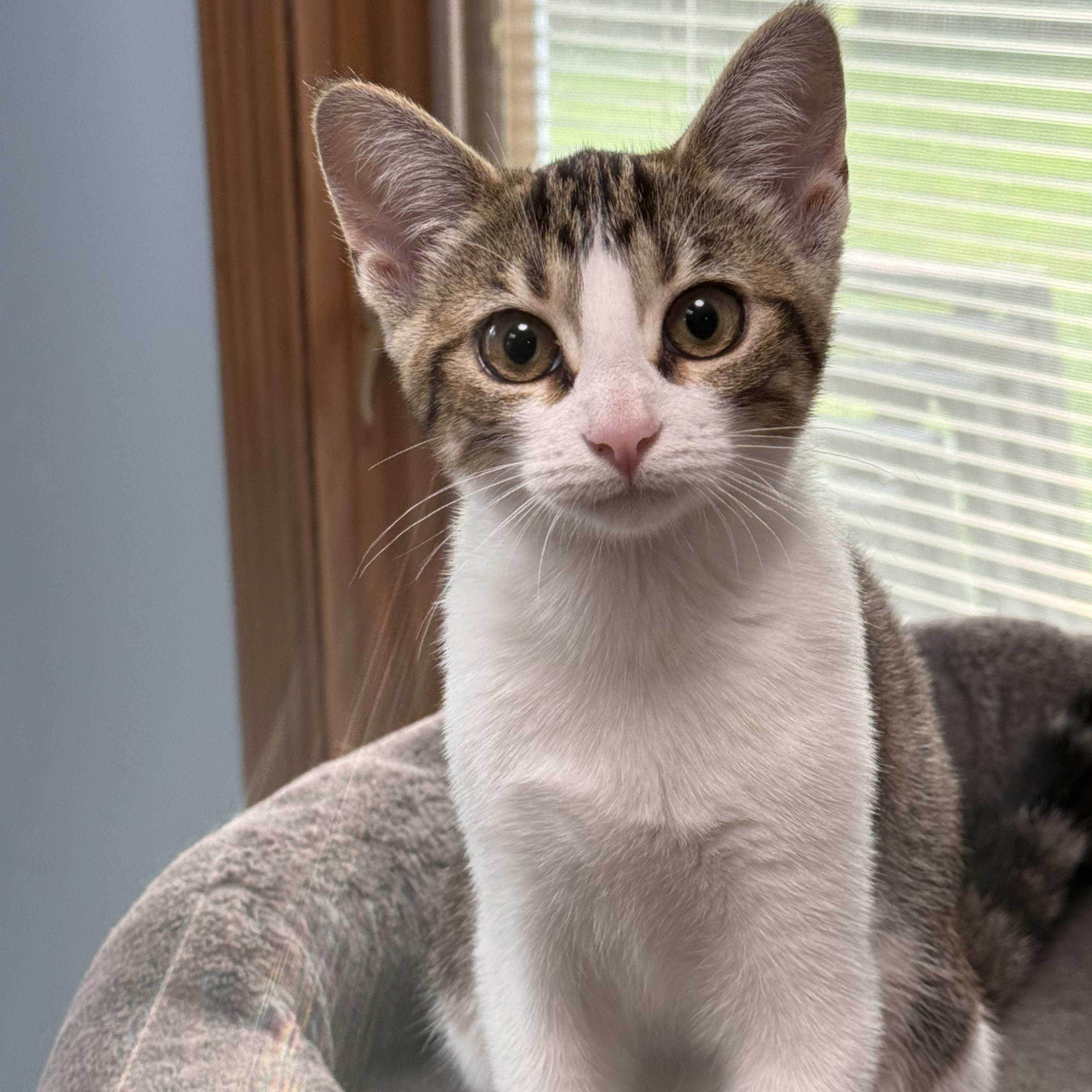 Rigatoni, a ADOPTABLE Calico in Murray, KY image 5/6