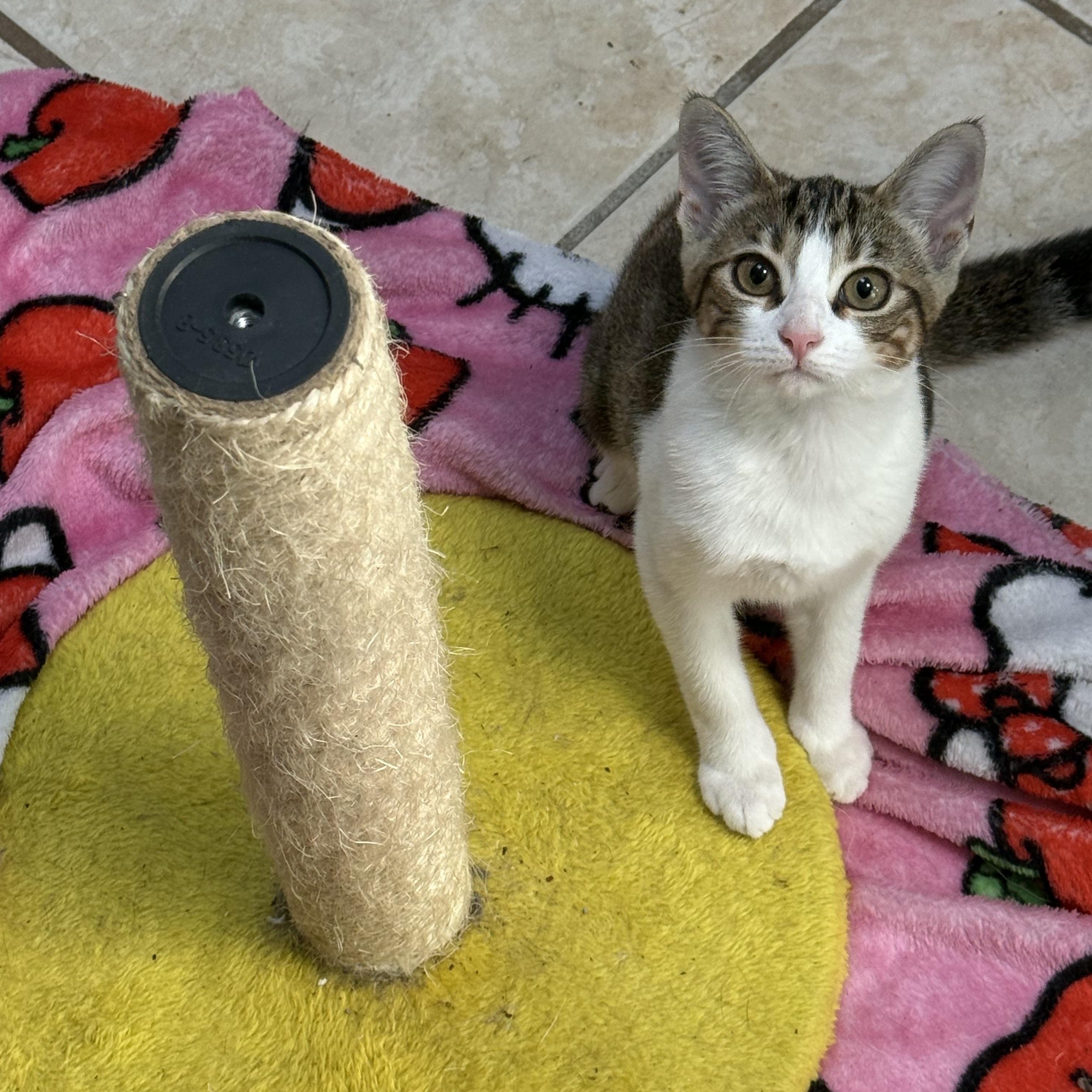 Rigatoni, a ADOPTABLE Calico in Murray, KY image 2/6