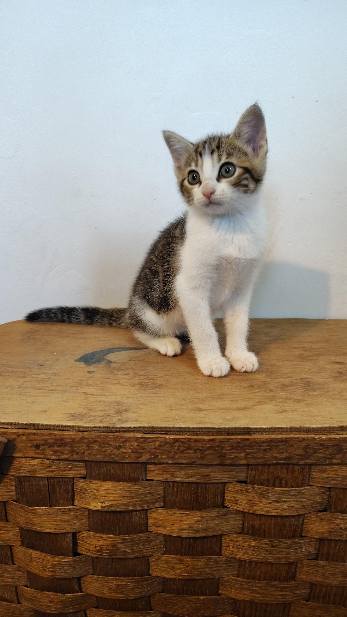 Rigatoni, a ADOPTABLE Calico in Murray, KY image 1/6