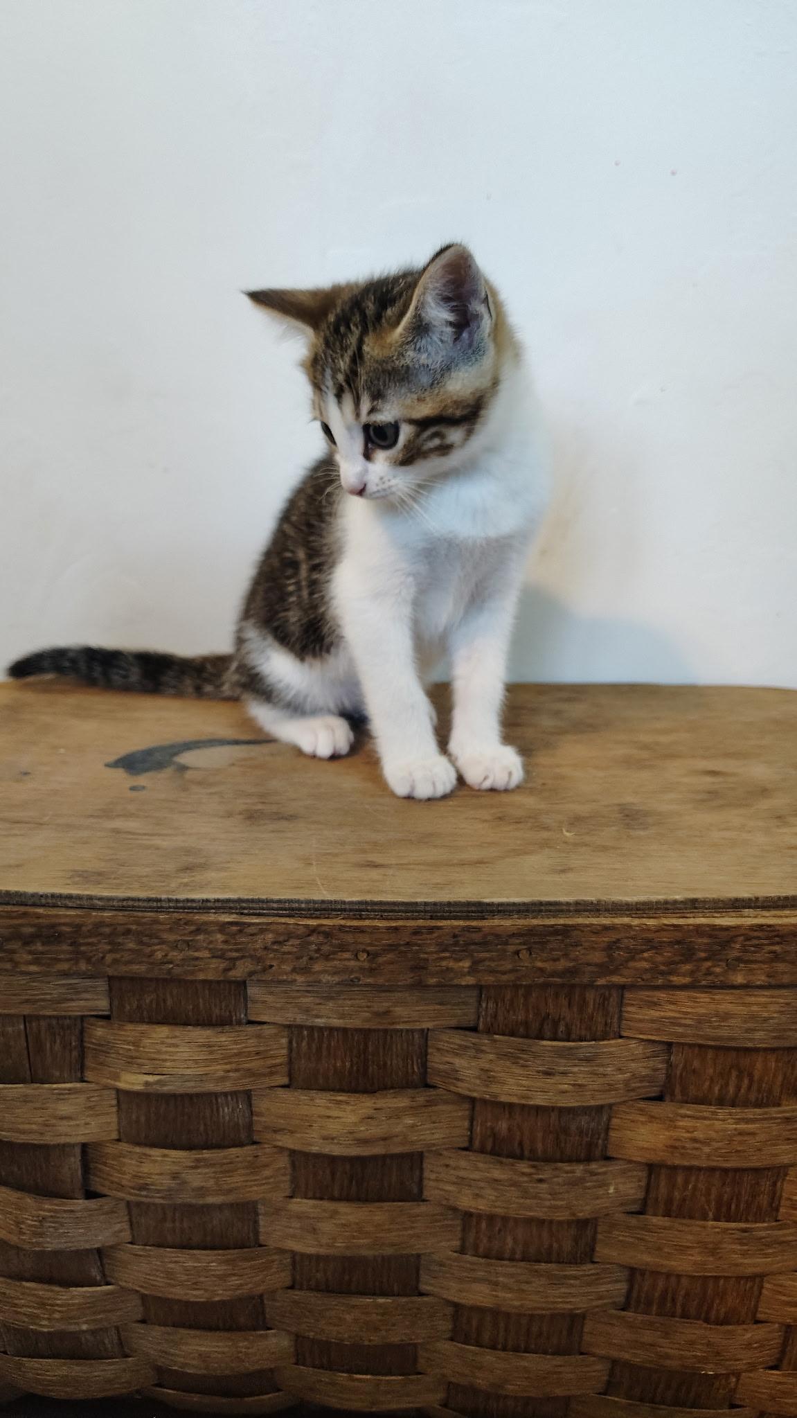 Rigatoni, a ADOPTABLE Calico in Murray, KY image 4/6