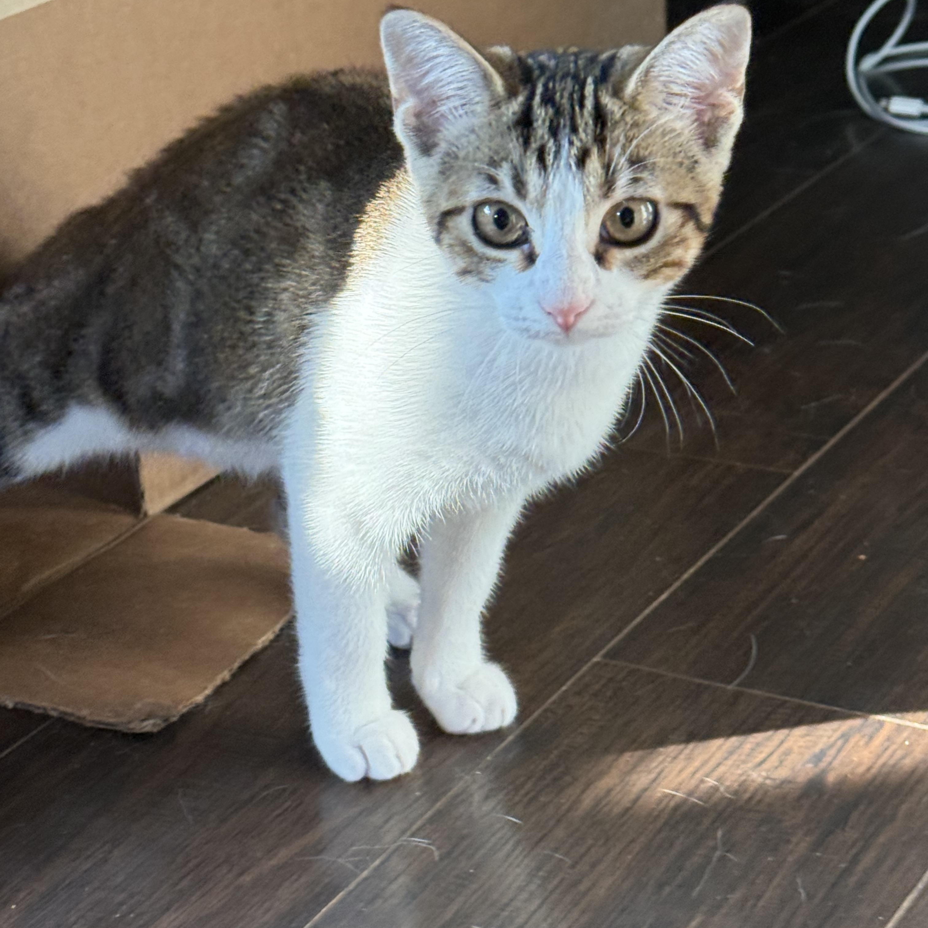 Rigatoni, ADOPTABLE, Kitten Female Calico.
