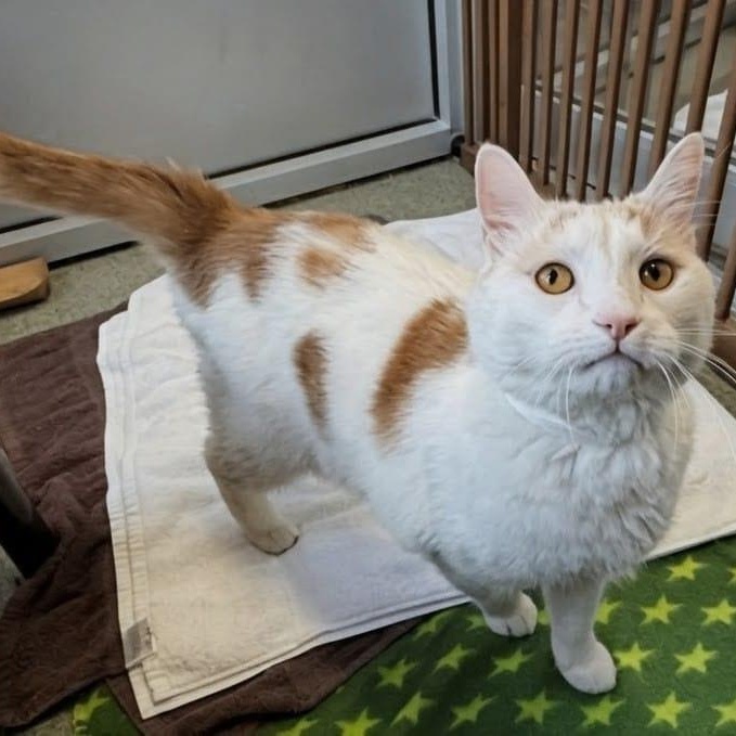 Enlarge Bo, a ADOPTABLE Domestic Short Hair in New York, NY image 2/5