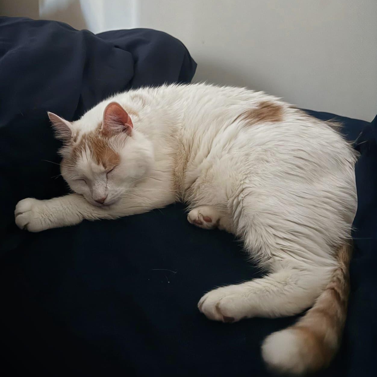 Enlarge Bo, a ADOPTABLE Domestic Short Hair in New York, NY image 4/5
