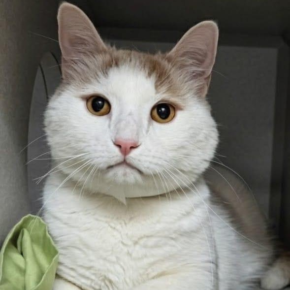 Enlarge Bo, a ADOPTABLE Domestic Short Hair in New York, NY image 1/5
