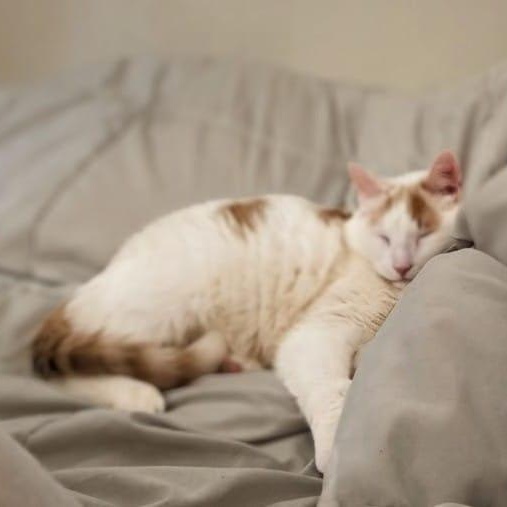 Enlarge Bo, a ADOPTABLE Domestic Short Hair in New York, NY image 5/5