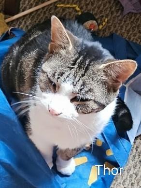 Enlarge Thor, a Adopted Domestic Short Hair in St Catharines, ON image 1/2