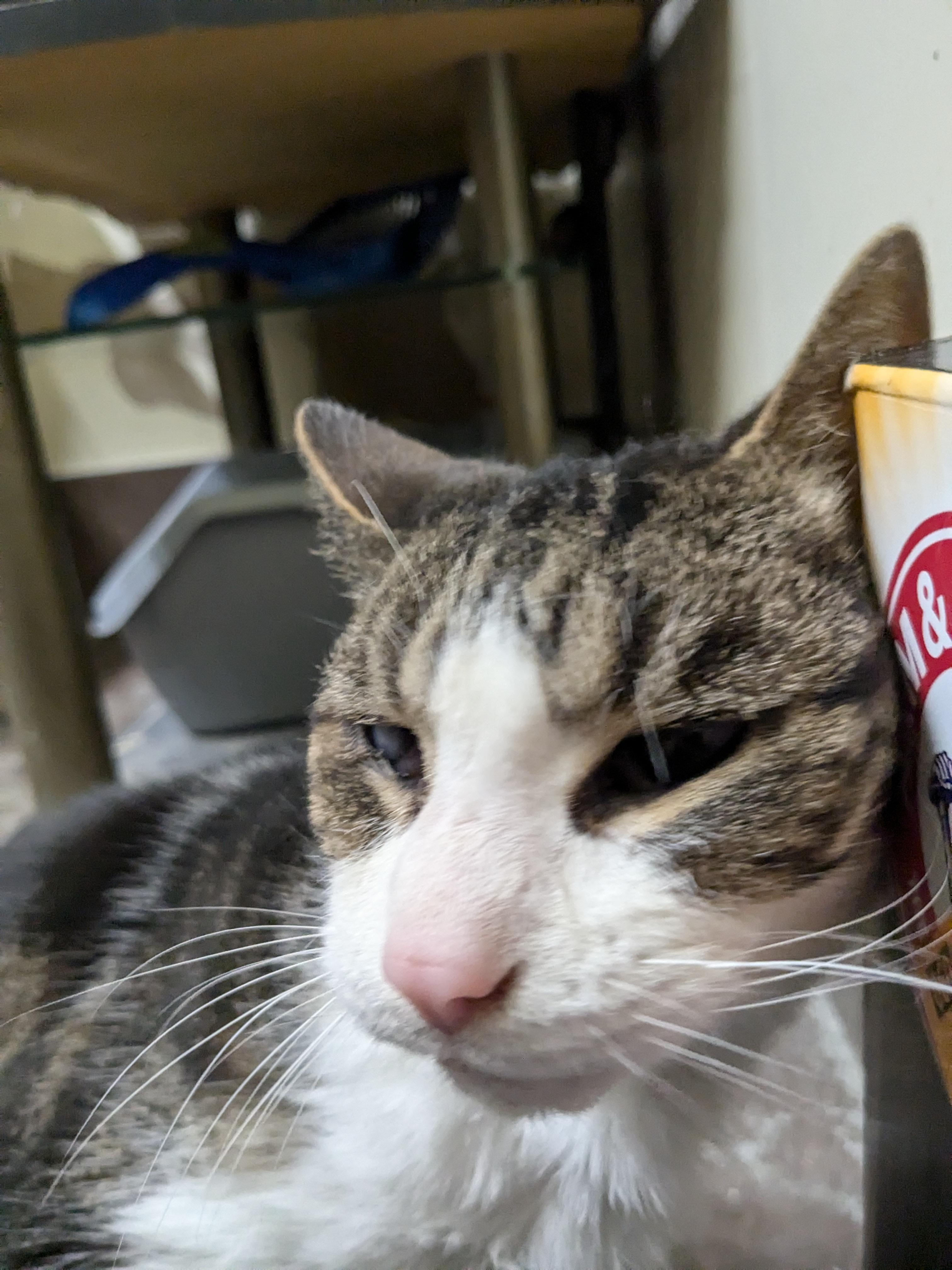 Enlarge Thor, a Adopted Domestic Short Hair in St Catharines, ON image 2/2