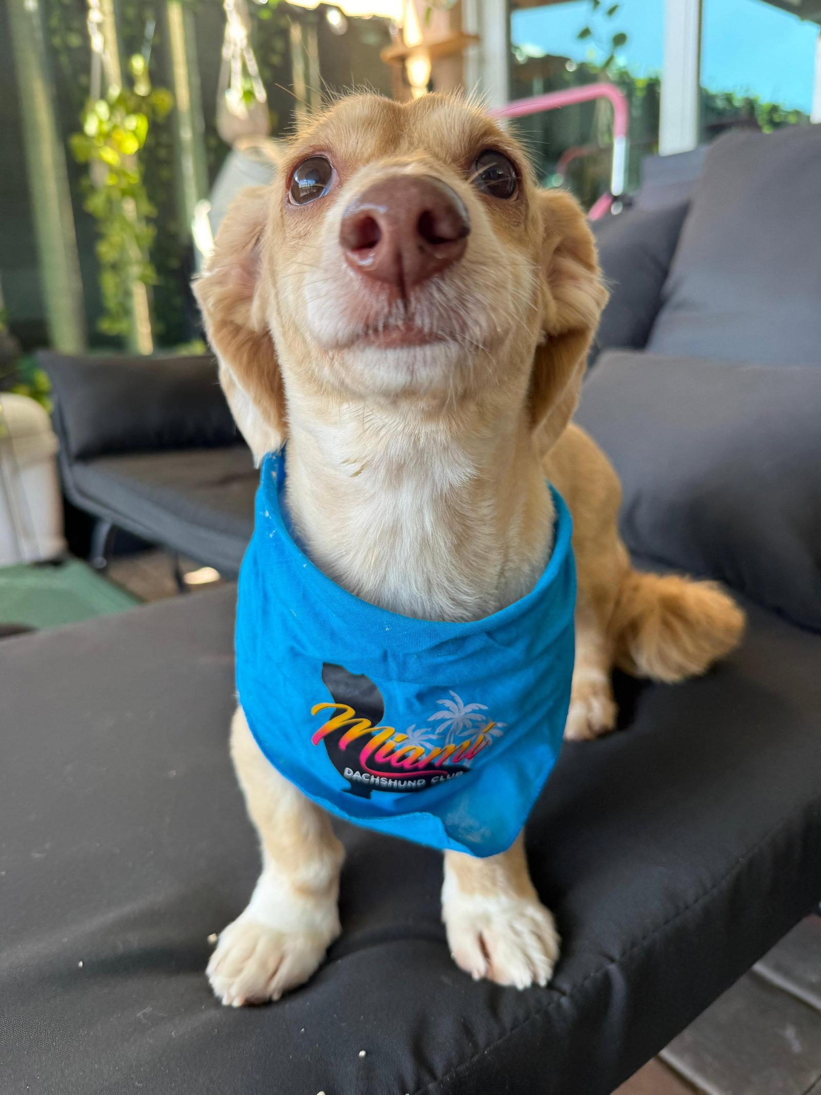 Enlarge Marli (fostered in Miami, FL), a Adoptable Dachshund in Miami, FL image 1/3