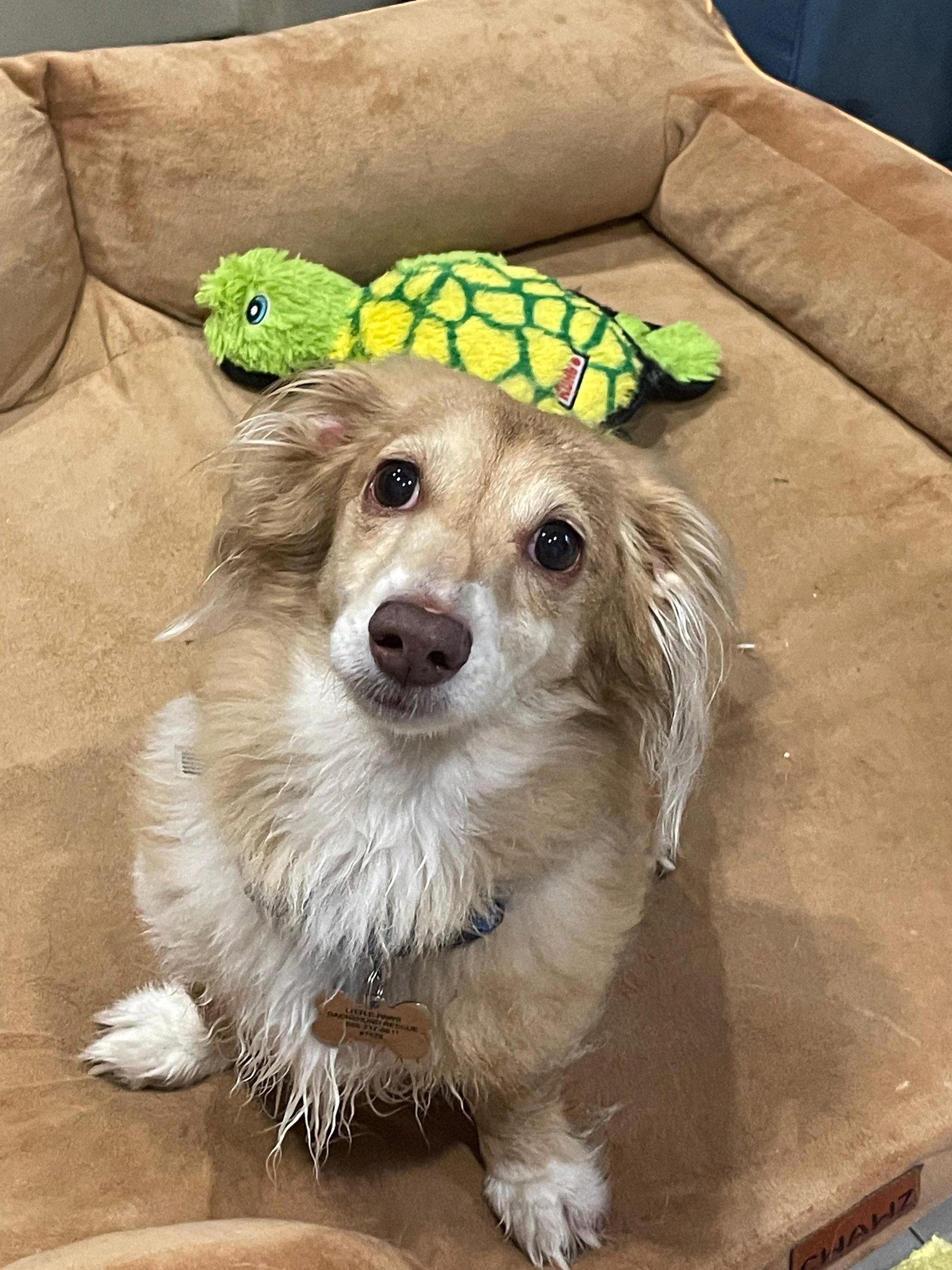 Enlarge Marli (fostered in Miami, FL), a Adoptable Dachshund in Miami, FL image 2/3