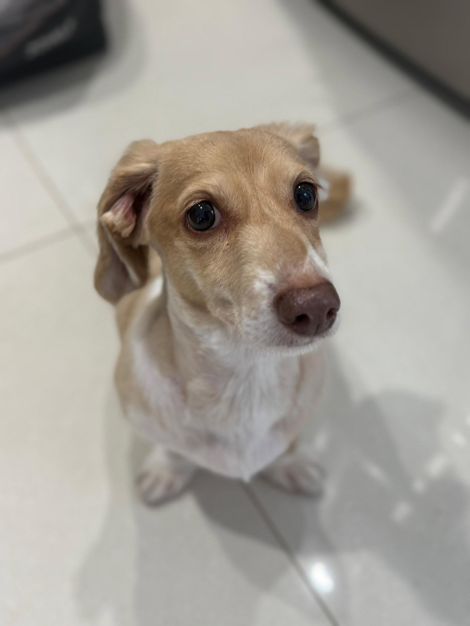 Enlarge Marli (fostered in Miami, FL), a Adoptable Dachshund in Miami, FL image 3/3