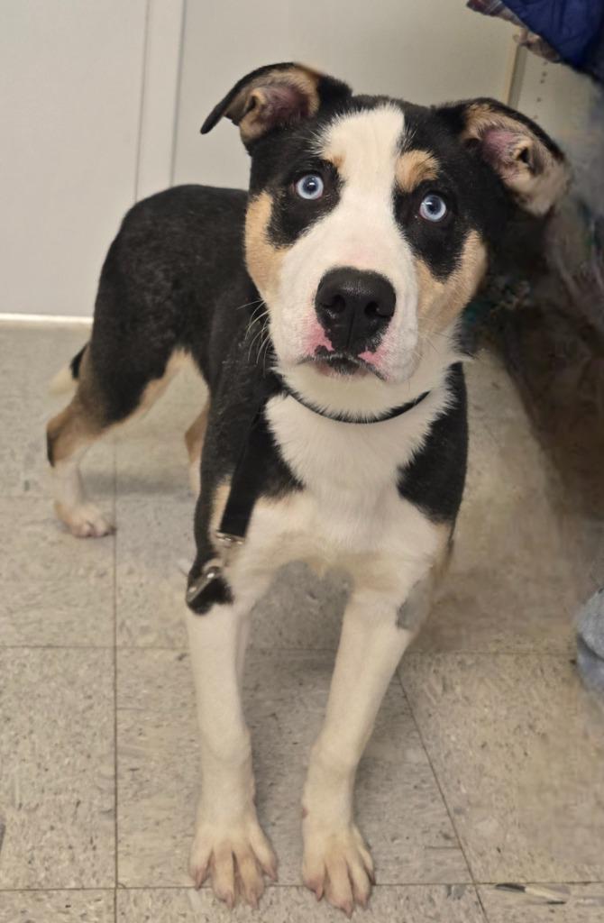 Chubbs, Adoptable, Puppy Male Husky.
