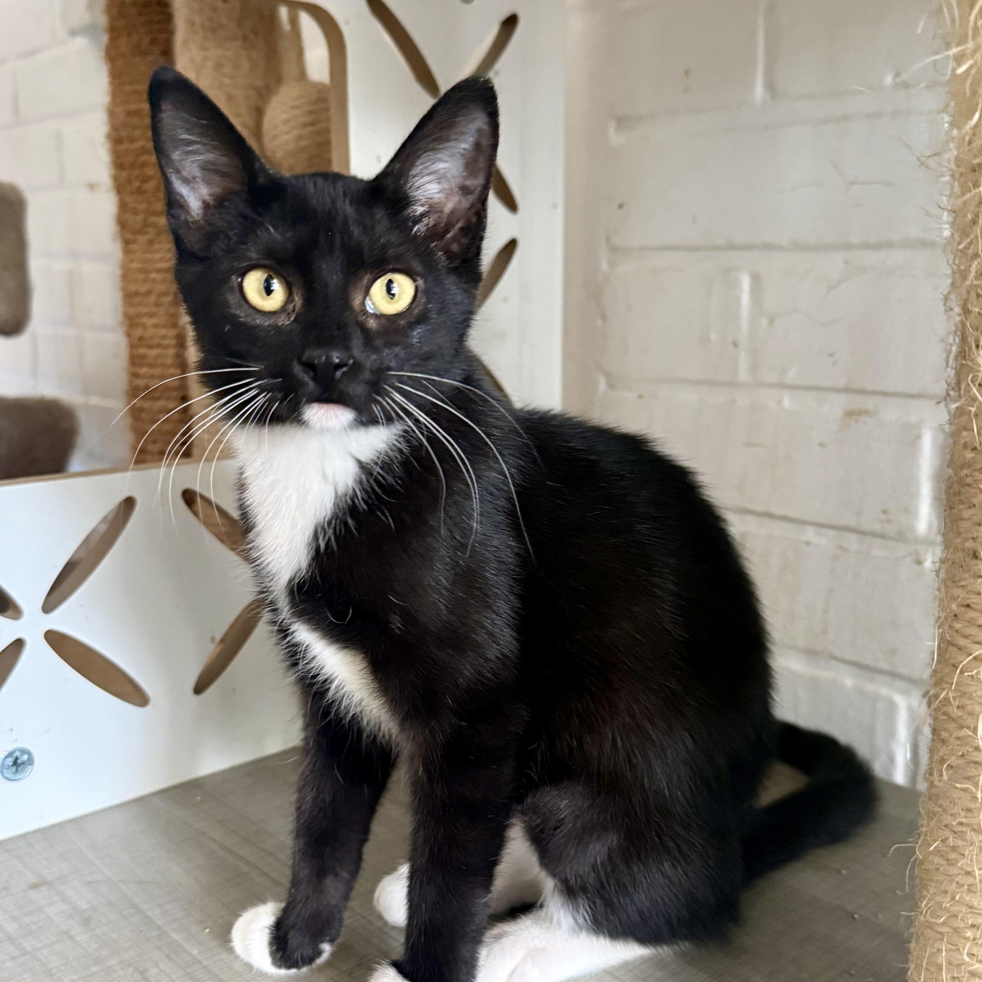 Scout, a ADOPTABLE Domestic Short Hair in Shreveport, LA image 1/3