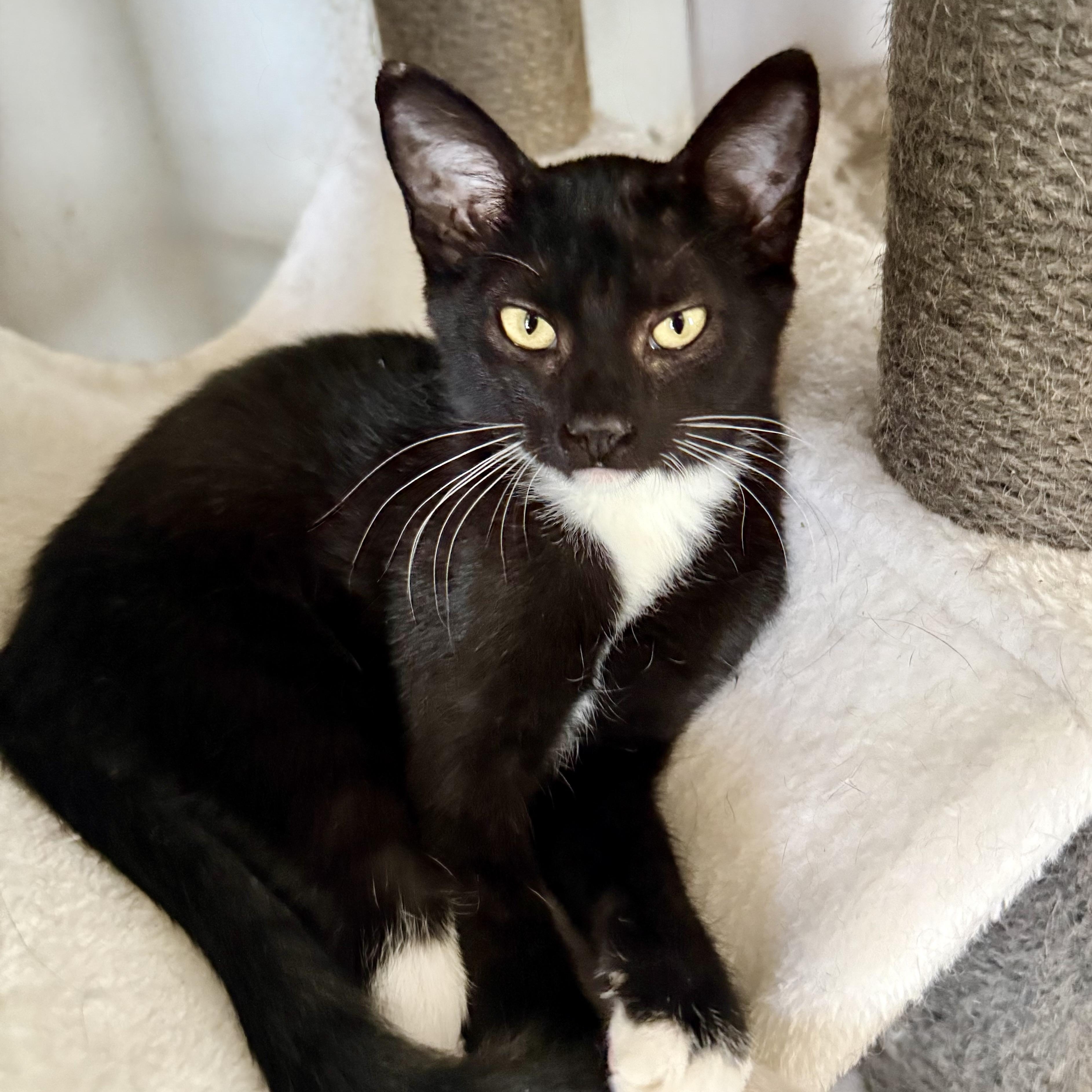 Scout, a ADOPTABLE Domestic Short Hair in Shreveport, LA image 3/3