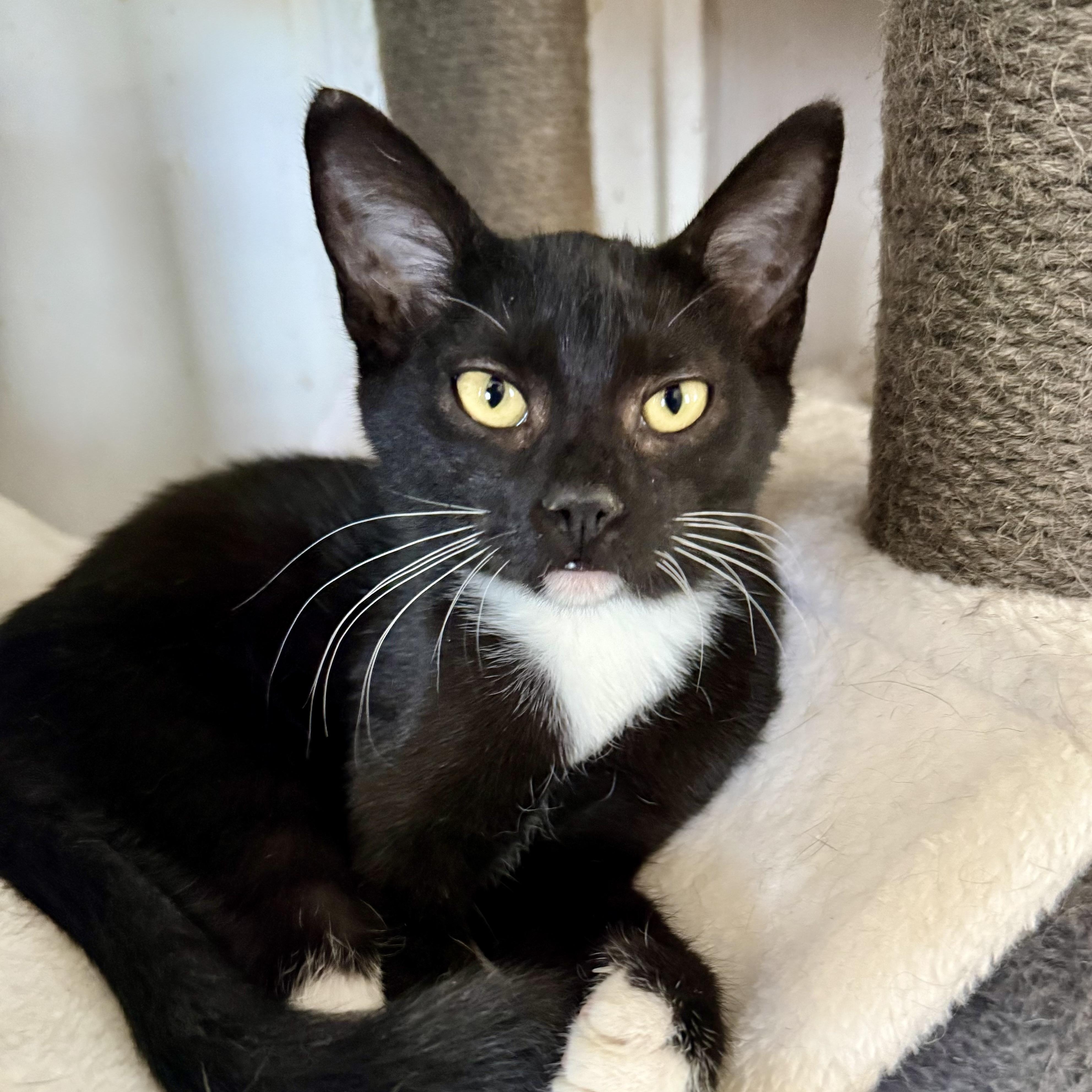 Scout, a ADOPTABLE Domestic Short Hair in Shreveport, LA image 2/3
