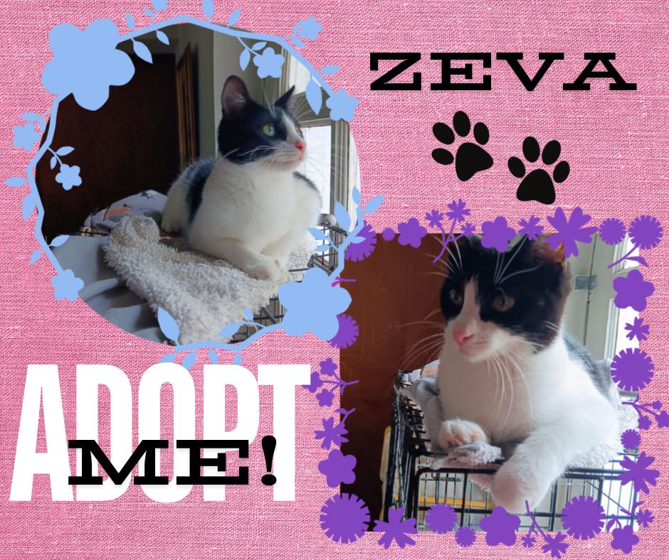 ZEVA, a Adoptable American Shorthair in Paris, IL image 1/2