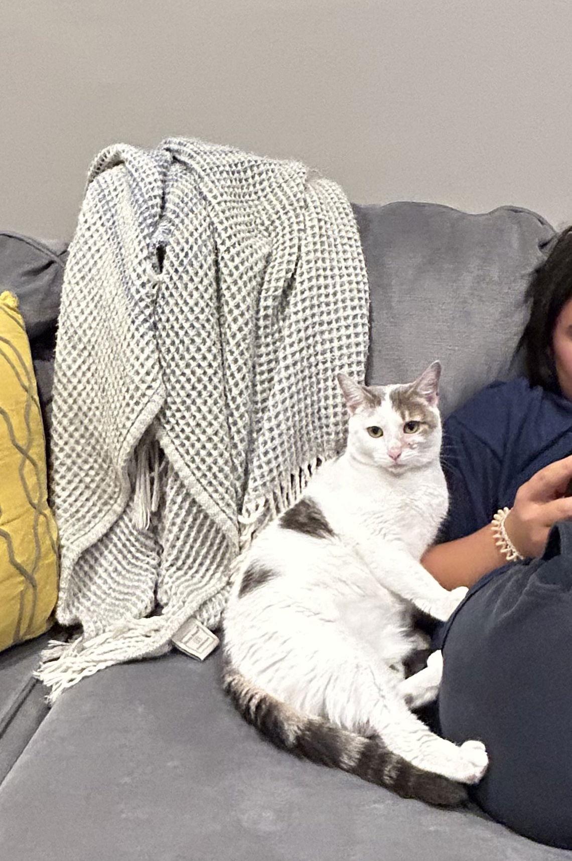 Enlarge Beauty D-O, a Adoptable Domestic Short Hair in Trenton, NJ image 1/3