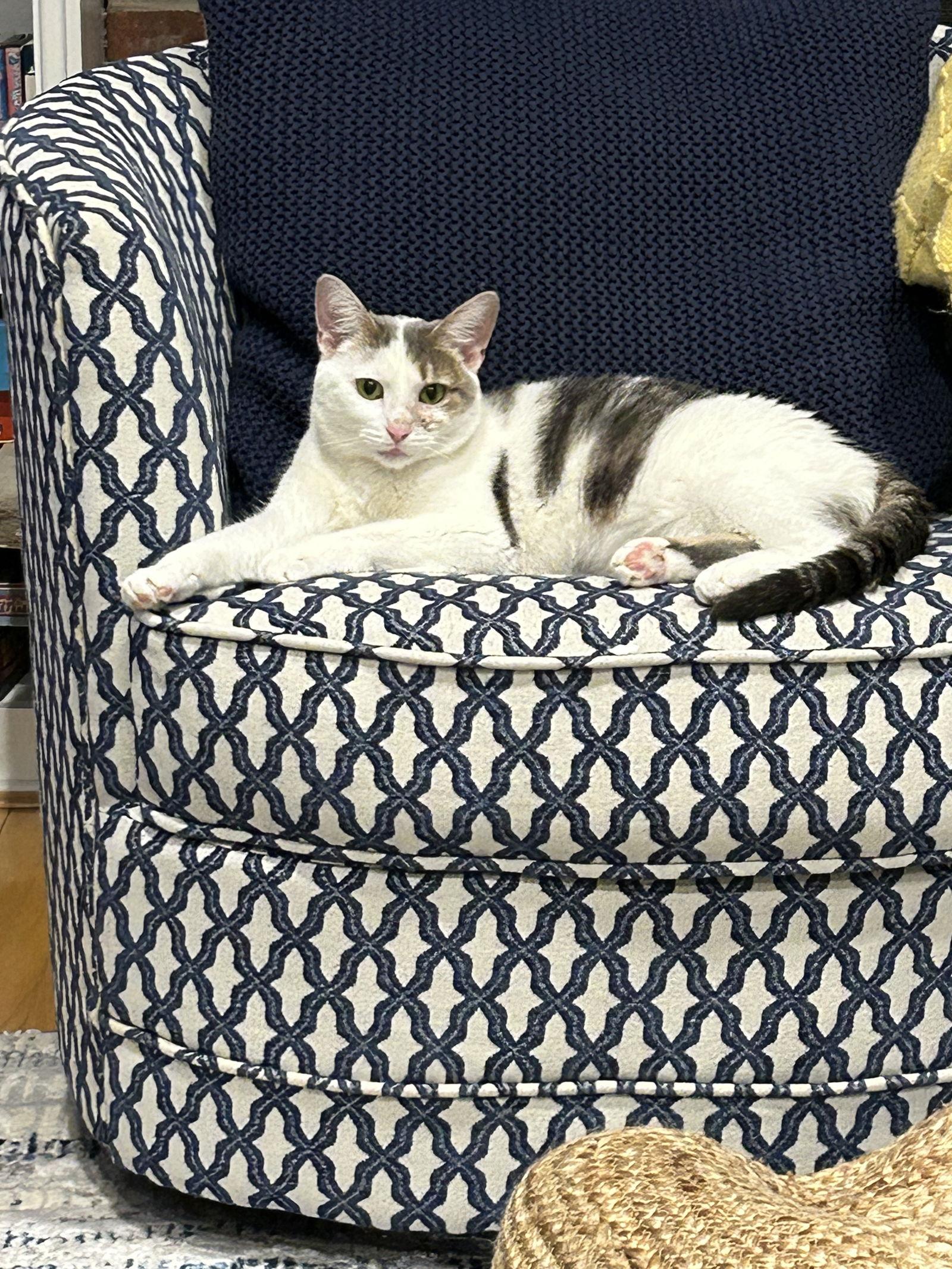 Enlarge Beauty D-O, a Adoptable Domestic Short Hair in Trenton, NJ image 3/3