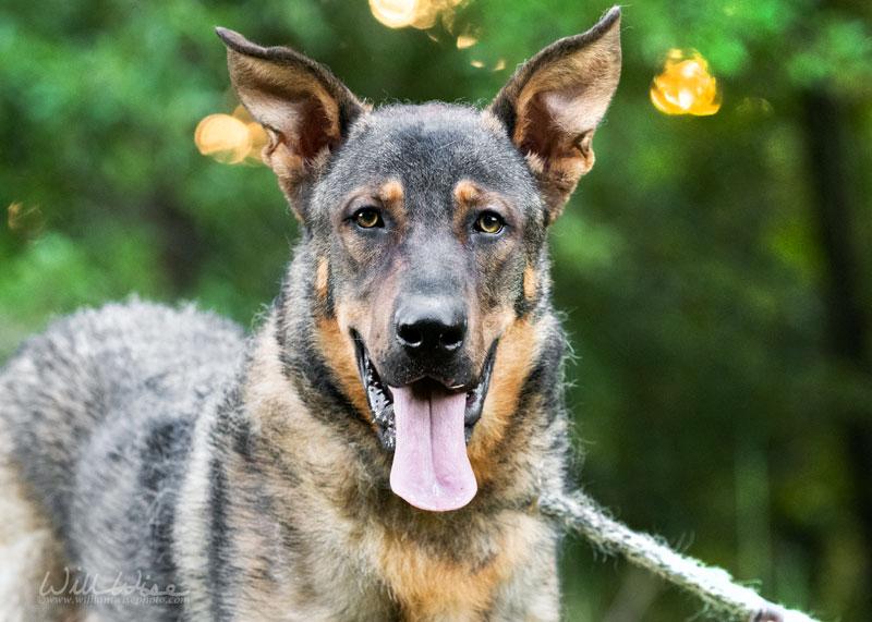 Enlarge Dawson, a ADOPTABLE mixed breed in Monroe, GA image 1/6