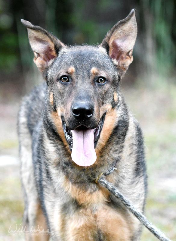 Enlarge Dawson, a ADOPTABLE mixed breed in Monroe, GA image 4/6