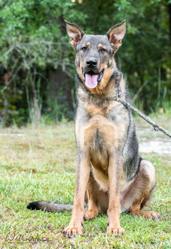 Enlarge Dawson, a ADOPTABLE mixed breed in Monroe, GA image 6/6