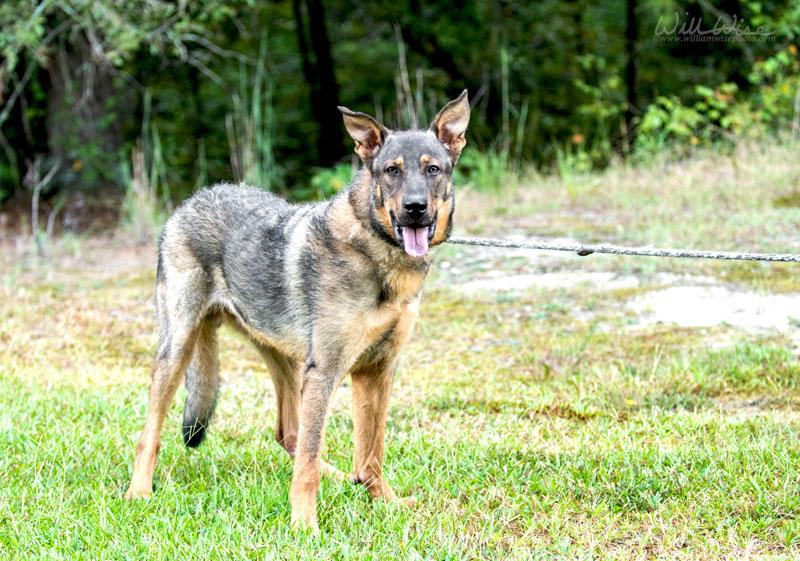 Enlarge Dawson, a ADOPTABLE mixed breed in Monroe, GA image 3/6
