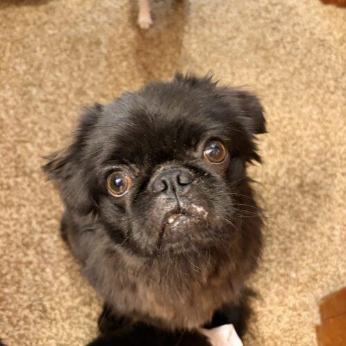 Lloyd, Adoptable, Puppy Male Pug & Pekingese.