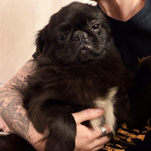 Enlarge Lloyd, a Adoptable mixed breed in Seattle, WA image 2/6