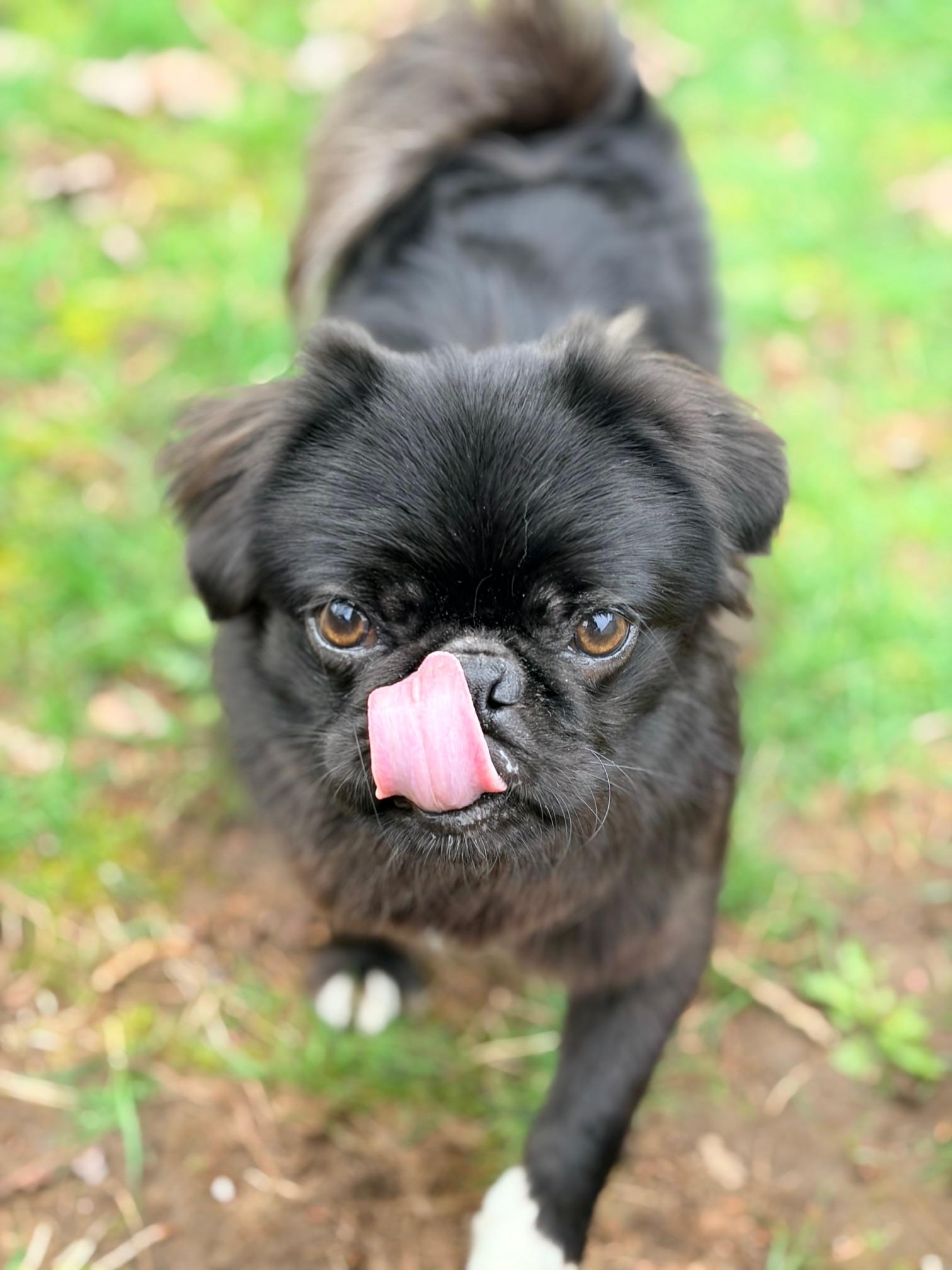 Enlarge Lloyd, a Adoptable mixed breed in Seattle, WA image 3/6