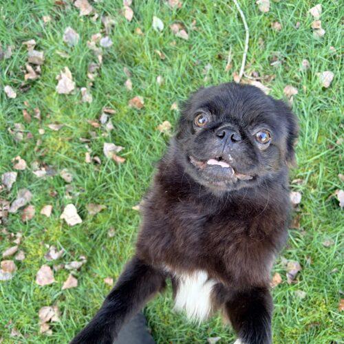 Enlarge Lloyd, a Adoptable mixed breed in Seattle, WA image 4/6