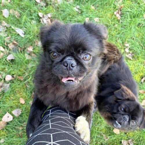 Enlarge Lloyd, a Adoptable mixed breed in Seattle, WA image 5/6