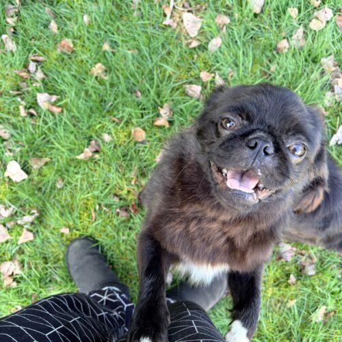 Enlarge Lloyd, a Adoptable mixed breed in Seattle, WA image 6/6