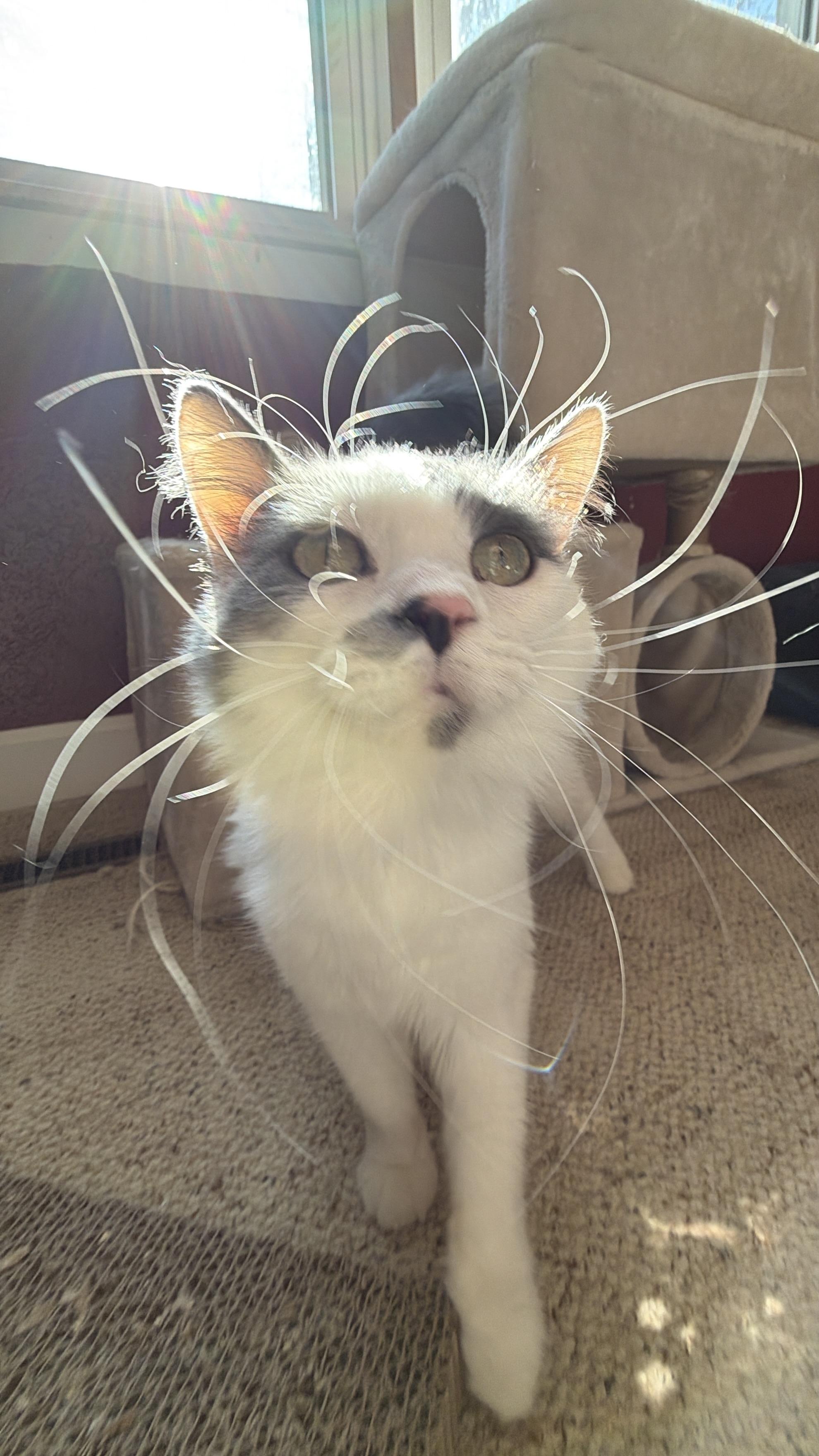 Enlarge Willow, an adoptable Domestic Medium Hair in Sedalia, MO image 2/4