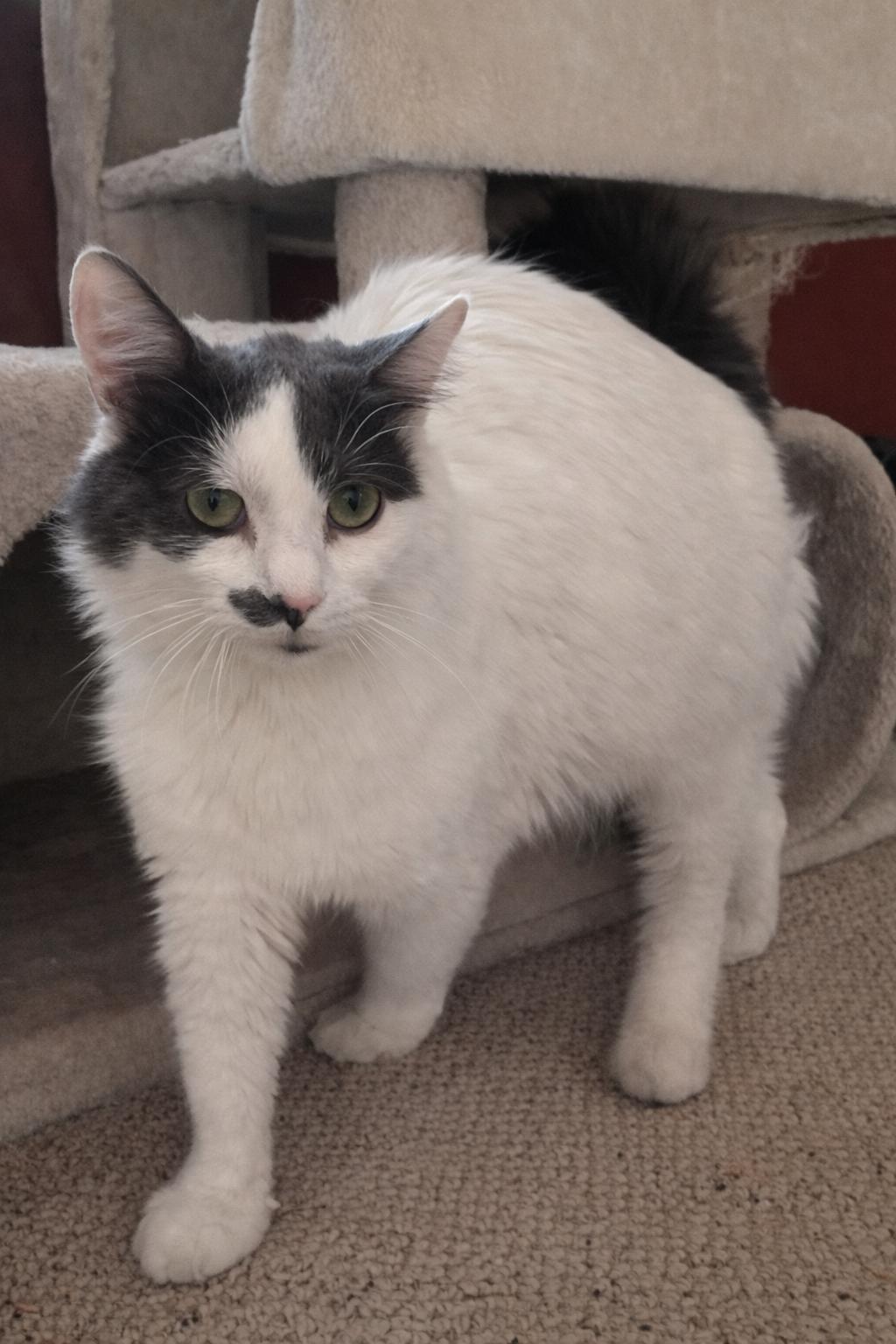 Enlarge Willow, an adoptable Domestic Medium Hair in Sedalia, MO image 4/4